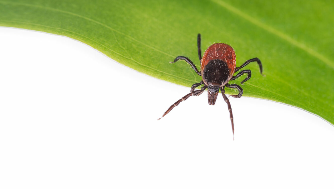 Vorsicht Zeckenstich so erkennen Sie Borreliose Walter Apotheke München