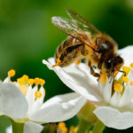 Propolis und Honig - Gesundes von der Biene